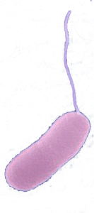 2OKpathogen-vibrio-parahemolyitcus