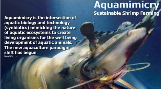 Acuamimetismo: Un concepto revolucionario para la cría de camarones