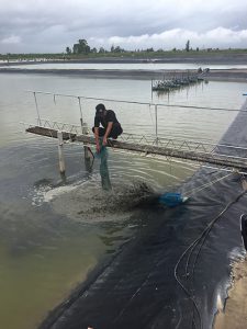 ROMANO-Pic-2-225x300 Creditos: Global Aquaculture Alliance