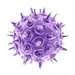 SUPERnorovirus-s2-outbreaks