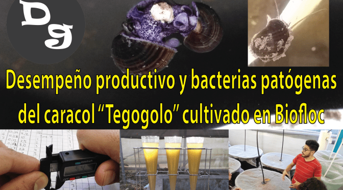 Desempeño productivo y bacterias patógenas del caracol «Tegogolo» cultivado en Biofloc. LAQUA17