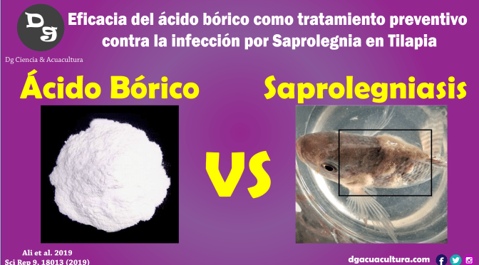 Eficacia y seguridad del ácido bórico como tratamiento preventivo contra la infección por Saprolegnia en la tilapia del Nilo ( Oreochromis niloticus )
