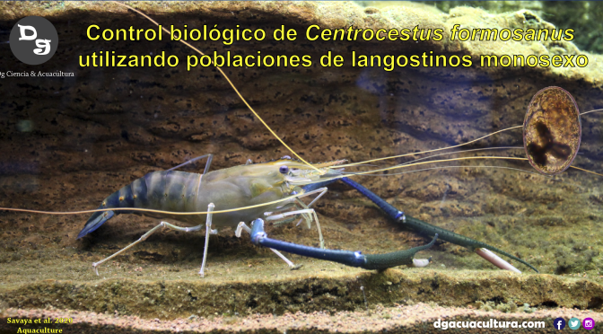 Control biológico de Centrocestus formosanus  utilizando poblaciones de langostinos monosexo