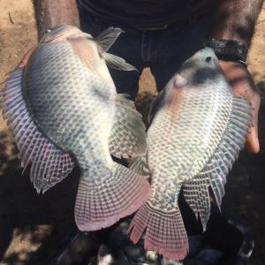 Tilapia de la granja de Khashane - Aquamor piscicultura.