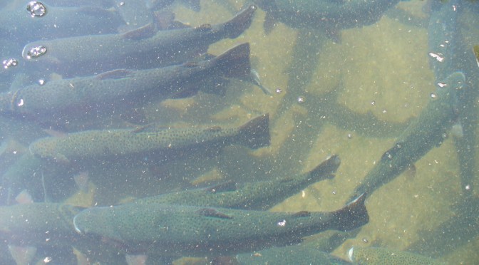 Tasa metabólica standar para Trucha arcoíris